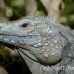 iguana_blue_qebp_gc_h_0179_cay0648.jpg
